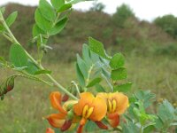 Colutea x media 3, Oranje blazenstruik, Saxifraga-Rutger Barendse