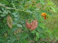 Colutea x media 4, Oranje blazenstruik, Saxifraga-Rutger Barendse