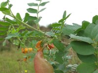Colutea x media 6, Oranje blazenstruik, Saxifraga-Rutger Barendse