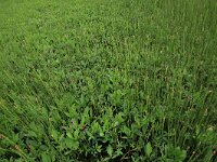 Comarum palustre 32, Wateraardbei, Saxifraga-Hans Boll