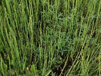 Comarum palustre 39, Wateraardbei, Saxifraga-Hans Boll