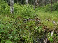 Comarum palustre 57, Wateraardbei, Saxifraga-Hans Boll