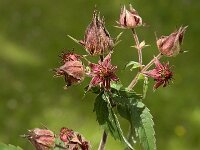 Comarum palustre 6, Wateraardbei, Saxifraga-Jan van der Straaten