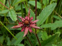 Comarum palustre 62, Wateraardbei, Saxifraga-Ed Stikvoort