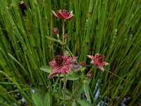 Comarum palustre 68, Wateraardbei, Saxifraga-Ed Stikvoort