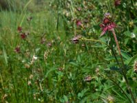 Comarum palustre 72, Wateraardbei, Saxifraga-Ed Stikvoort
