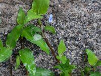Commelina diffusa 3, Saxifraga-Ed Stikvoort