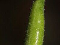 Consolida ajacis 11, Valse ridderspoor, Saxifraga-Rutger Barendse