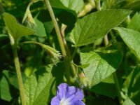 Convolvulus siculus 11, Saxifraga-Ed Stikvoort
