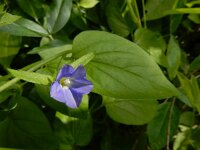 Convolvulus siculus 12, Saxifraga-Ed Stikvoort