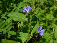 Convolvulus siculus 13, Saxifraga-Ed Stikvoort