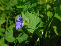 Convolvulus siculus 14, Saxifraga-Ed Stikvoort