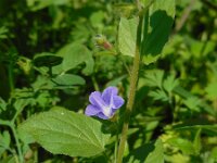 Convolvulus siculus 15, Saxifraga-Ed Stikvoort