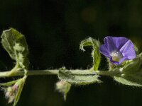 Convolvulus siculus 3, Saxifraga-Jan van der Straaten