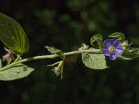 Convolvulus siculus 4, Saxifraga-Jan van der Straaten