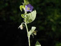Convolvulus siculus 5, Saxifraga-Jan van der Straaten