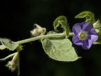 Convolvulus siculus 7, Saxifraga-Jan van der Straaten