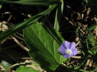 Convolvulus siculus 9, Saxifraga-Rutger Barendse