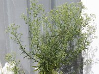 Conyza bilbaoana 3, Ruige fijnstraal, Saxifraga-Peter Meininger