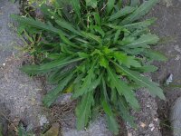 Conyza bilbaoana 7, Ruige fijnstraal, Saxifraga-Rutger Barendse