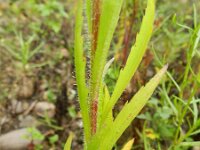 Conyza bilbaoana 8, Ruige fijnstraal, Saxifraga-Rutger Barendse