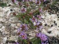 Coris monspeliensis 8, Saxifraga-Rutger Barendse