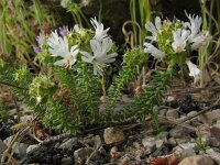 Coris monspeliensis 9, Saxifraga-Rutger Barendse