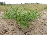 Corispermum pallasi 10, Smal vlieszaad, Saxifraga-Ed Stikvoort