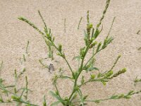 Corispermum pallasi 11, Smal vlieszaad, Saxifraga-Ed Stikvoort