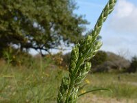 Corispermum pallasi 12, Smal vlieszaad, Saxifraga-Ed Stikvoort