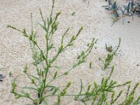 Corispermum pallasi 13, Smal vlieszaad, Saxifraga-Ed Stikvoort