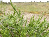 Corispermum pallasi 2, Smal vlieszaad, Saxifraga-Ed Stikvoort