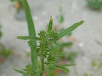 Corispermum pallasi 3, Smal vlieszaad, Saxifraga-Ed Stikvoort