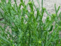 Corispermum pallasi 4, Smal vlieszaad, Saxifraga-Ed Stikvoort