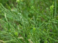 Corispermum pallasi 5, Smal vlieszaad, Saxifraga-Ed Stikvoort