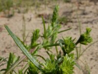 Corispermum pallasi 6, Smal vlieszaad, Saxifraga-Ed Stikvoort