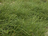 Corispermum pallasi 7, Smal vlieszaad, Saxifraga-Ed Stikvoort