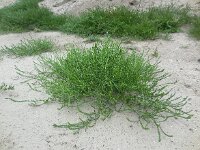 Corispermum pallasi 8, Smal vlieszaad, Saxifraga-Ed Stikvoort