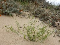 Corispermum pallasi 9, Smal vlieszaad, Saxifraga-Ed Stikvoort