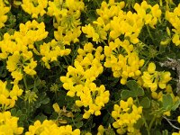 Coronilla repanda ssp dura 3, Saxifraga-Willem van Kruijsbergen