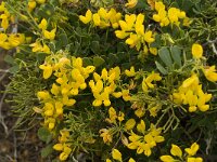 Coronilla repanda ssp dura 6, Saxifraga-Jan van der Straaten