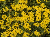 Coronilla repanda ssp dura 9, Saxifraga-Jan van der Straaten