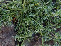 Coronopus squamatus  12, Grove varkenskers, Saxifraga-Ed Stikvoort