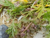 Coronopus squamatus  7, Grove varkenskers, Saxifraga-Rutger Barendse