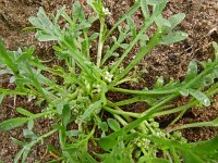 Coronopus squamatus 20, Grote varkenskers, Saxifraga-Hans Grotenhuis