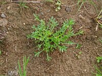 Coronopus squamatus 21, Grote varkenskers, Saxifraga-Hans Grotenhuis