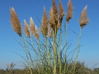 Cortaderia selloana 7, Pampagras, Saxifraga-Ed Stikvoort
