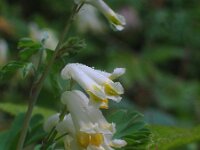 Corydalis ochroleuca 4, Geelwitte helmbloem, Saxifraga-Jasenka Topic