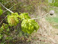 Corylus colurna 3, Boomhazelaar, Saxifraga-Rutger Barendse