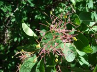 Cotinus coggygria 9, Saxifraga-Jasenka Topic